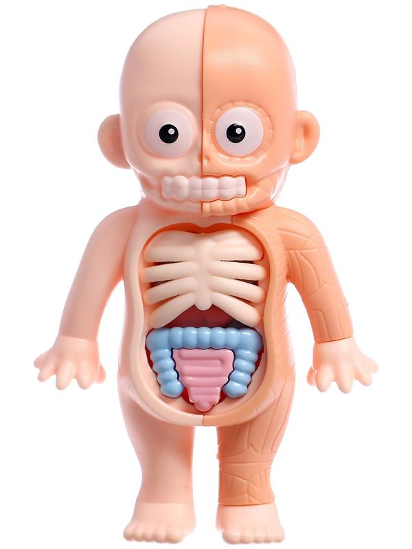 Набор для опытов по анатомии «Строение тела человека», 15 деталей, 10 обучающих карточек