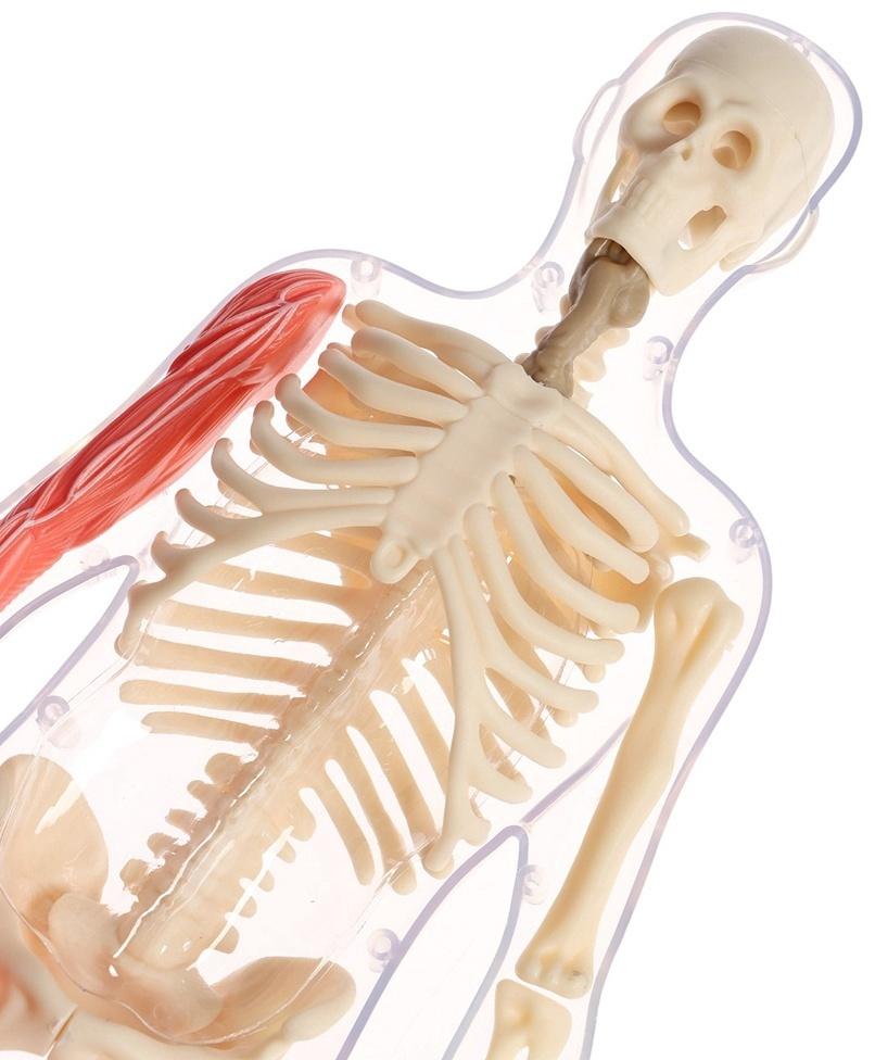 Набор для опытов по анатомии «Строение тела», светится в темноте, с мягкими органами