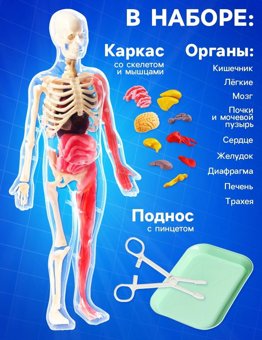 Набор для опытов по анатомии «Строение тела», светится в темноте, с мягкими органами
