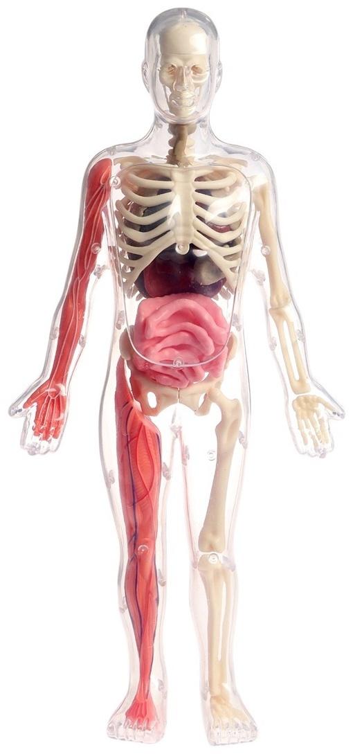 Набор для опытов по анатомии «Строение тела», светится в темноте, с мягкими органами