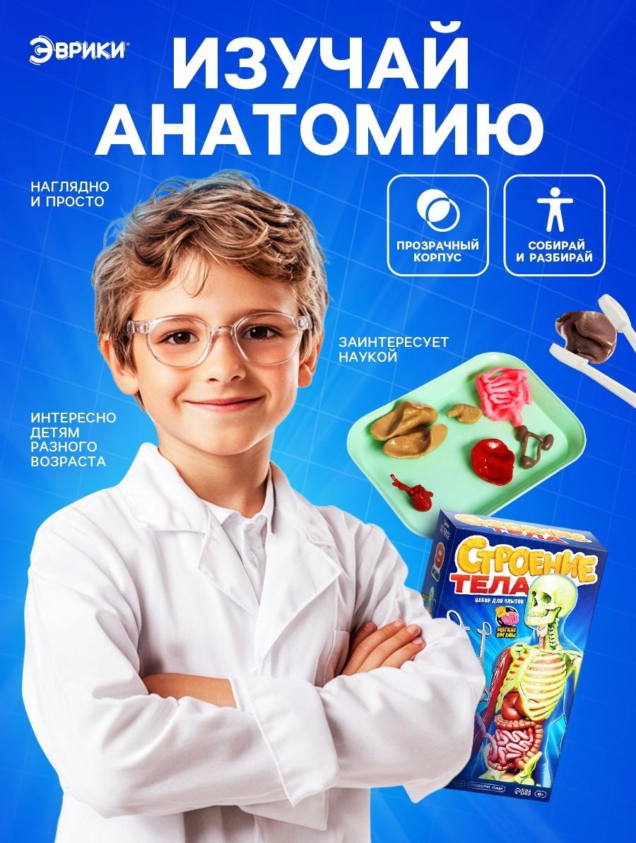 Набор для опытов по анатомии «Строение тела», светится в темноте, с мягкими органами