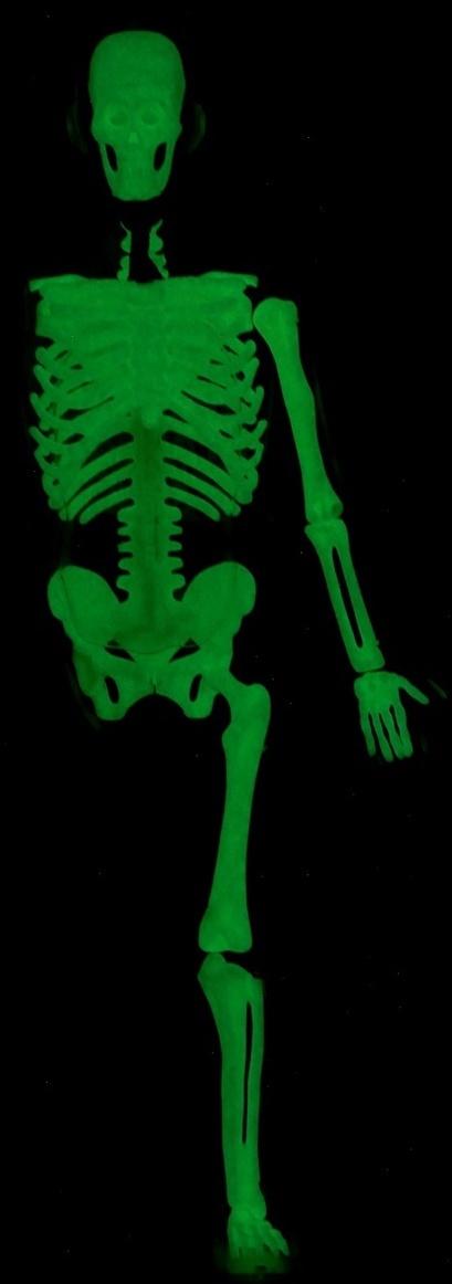 Набор для опытов по анатомии «Строение тела», светится в темноте, с мягкими органами