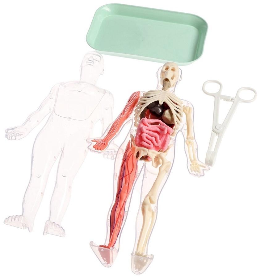 Набор для опытов по анатомии «Строение тела», светится в темноте, с мягкими органами