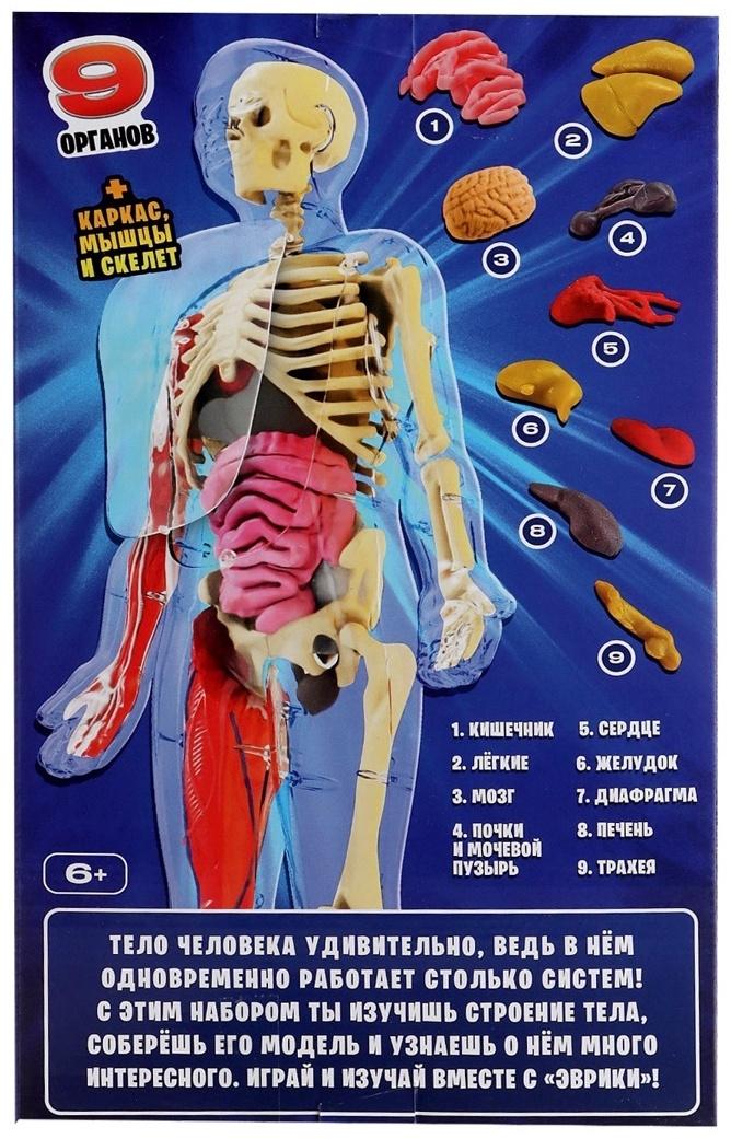 Набор для опытов по анатомии «Строение тела», светится в темноте, с мягкими органами
