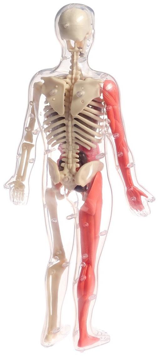 Набор для опытов по анатомии «Строение тела», светится в темноте, с мягкими органами