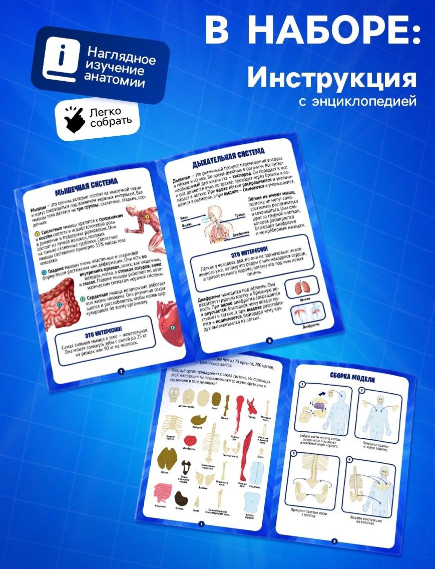 Набор для опытов по анатомии «Строение тела», светится в темноте, с мягкими органами