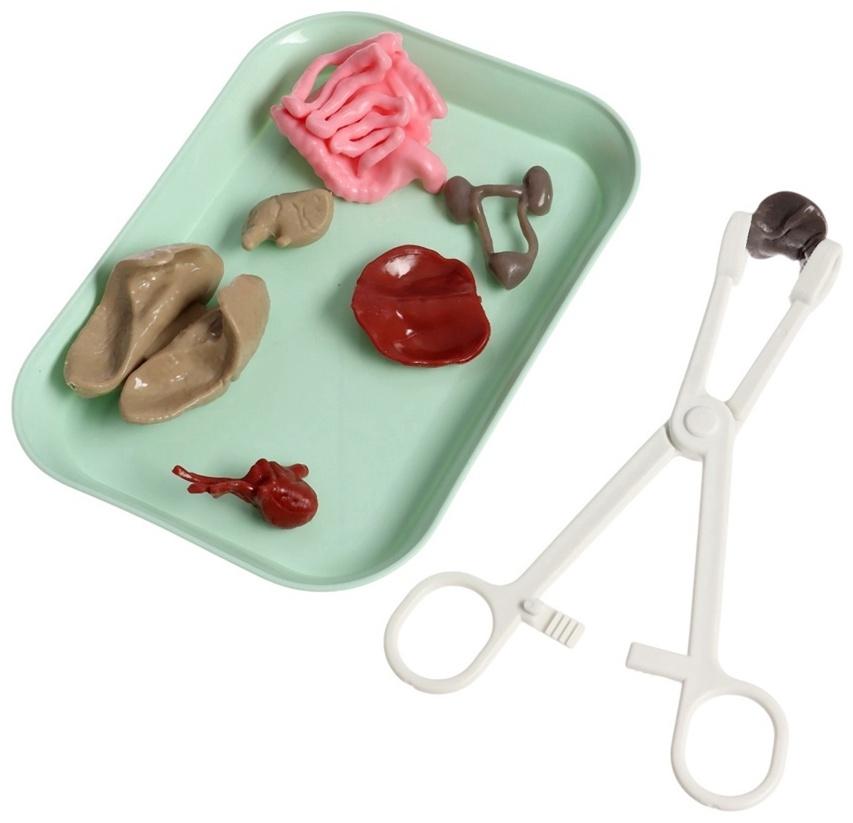 Набор для опытов по анатомии «Строение тела», светится в темноте, с мягкими органами