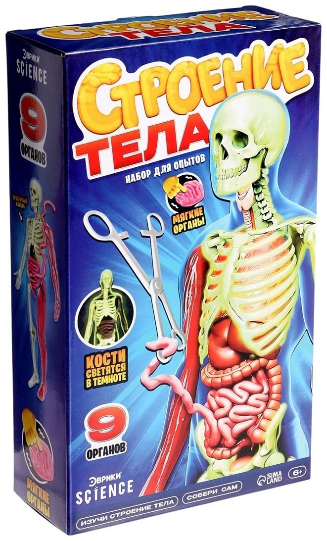 Набор для опытов по анатомии «Строение тела», светится в темноте, с мягкими органами