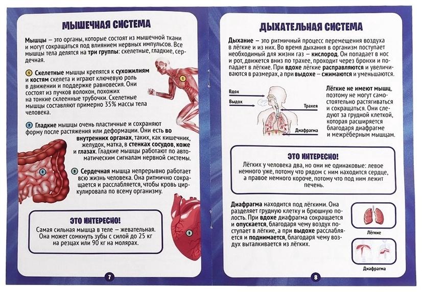 Набор для опытов по анатомии «Строение тела», светится в темноте, с мягкими органами
