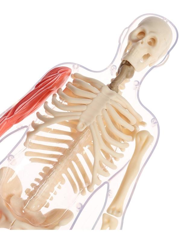 Набор для опытов по анатомии «Строение тела», светится в темноте, с мягкими органами