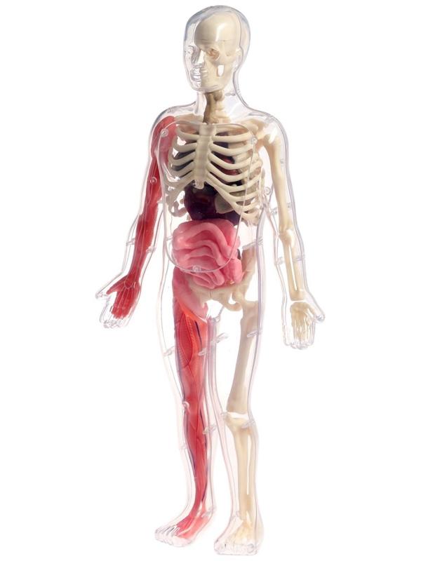 Набор для опытов по анатомии «Строение тела», светится в темноте, с мягкими органами
