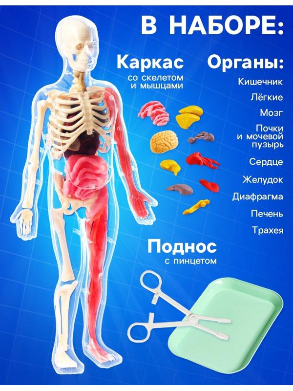 Набор для опытов по анатомии «Строение тела», светится в темноте, с мягкими органами