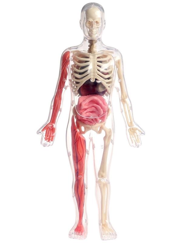 Набор для опытов по анатомии «Строение тела», светится в темноте, с мягкими органами