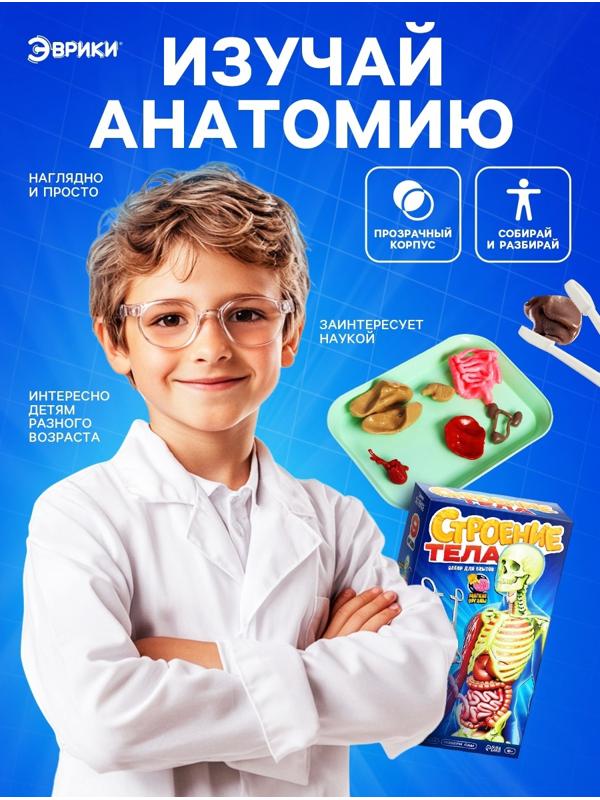 Набор для опытов по анатомии «Строение тела», светится в темноте, с мягкими органами