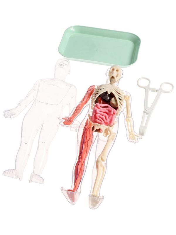 Набор для опытов по анатомии «Строение тела», светится в темноте, с мягкими органами