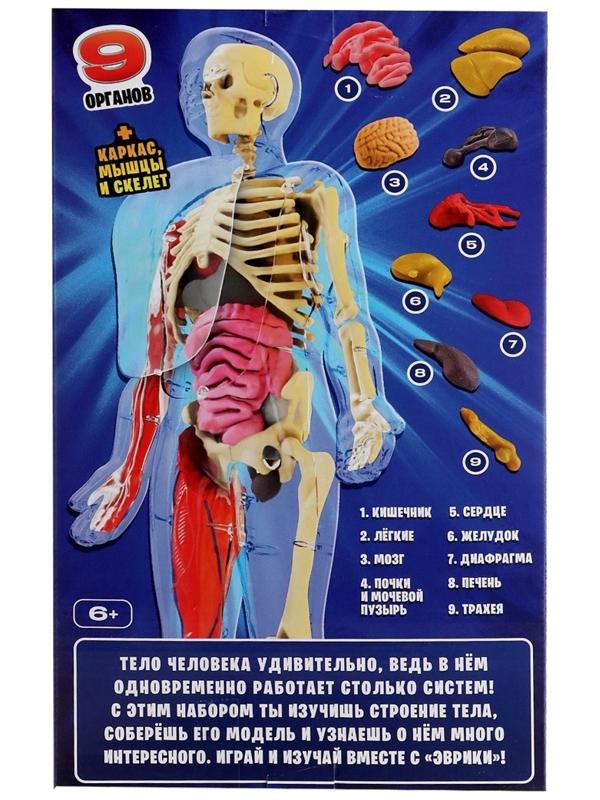 Набор для опытов по анатомии «Строение тела», светится в темноте, с мягкими органами