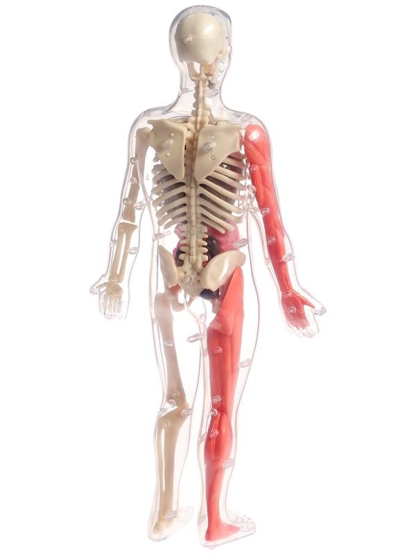 Набор для опытов по анатомии «Строение тела», светится в темноте, с мягкими органами