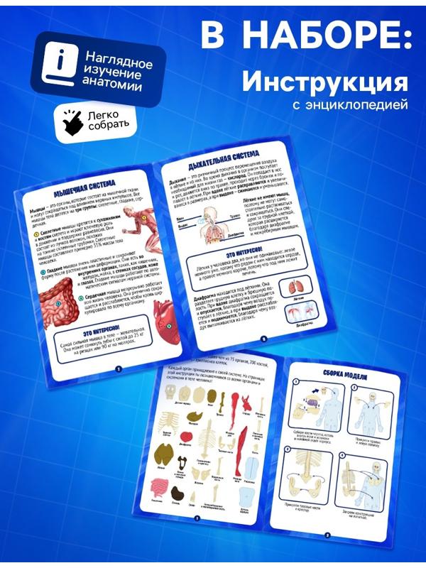 Набор для опытов по анатомии «Строение тела», светится в темноте, с мягкими органами