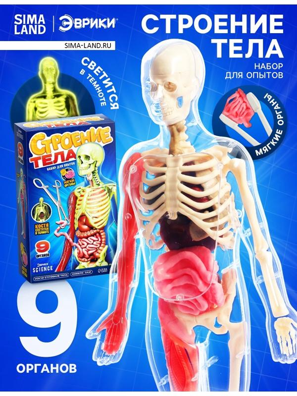 Набор для опытов по анатомии «Строение тела», светится в темноте, с мягкими органами