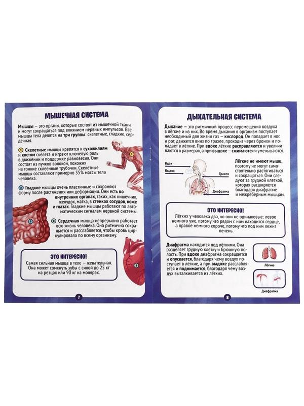Набор для опытов по анатомии «Строение тела», светится в темноте, с мягкими органами