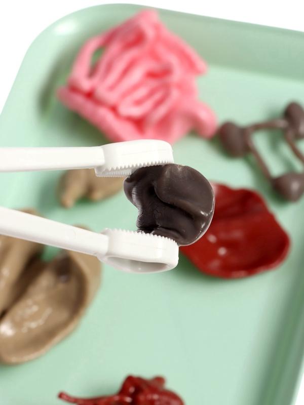 Набор для опытов по анатомии «Строение тела», светится в темноте, с мягкими органами