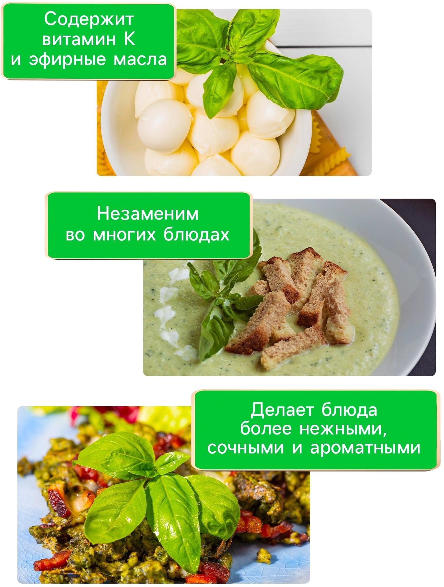 Семена Базилик 