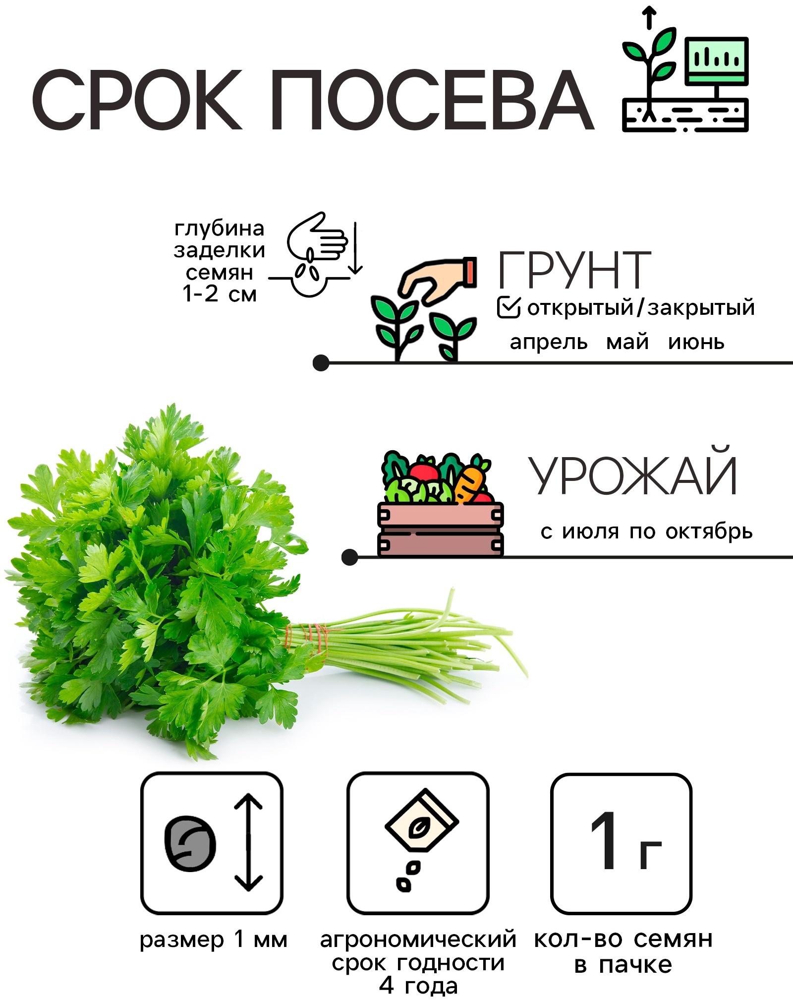 Семена Петрушка 