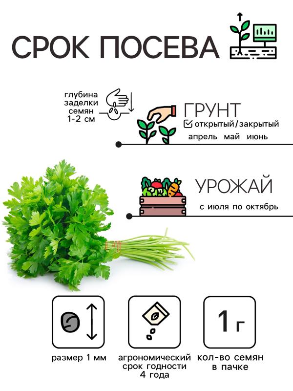 Семена Петрушка 