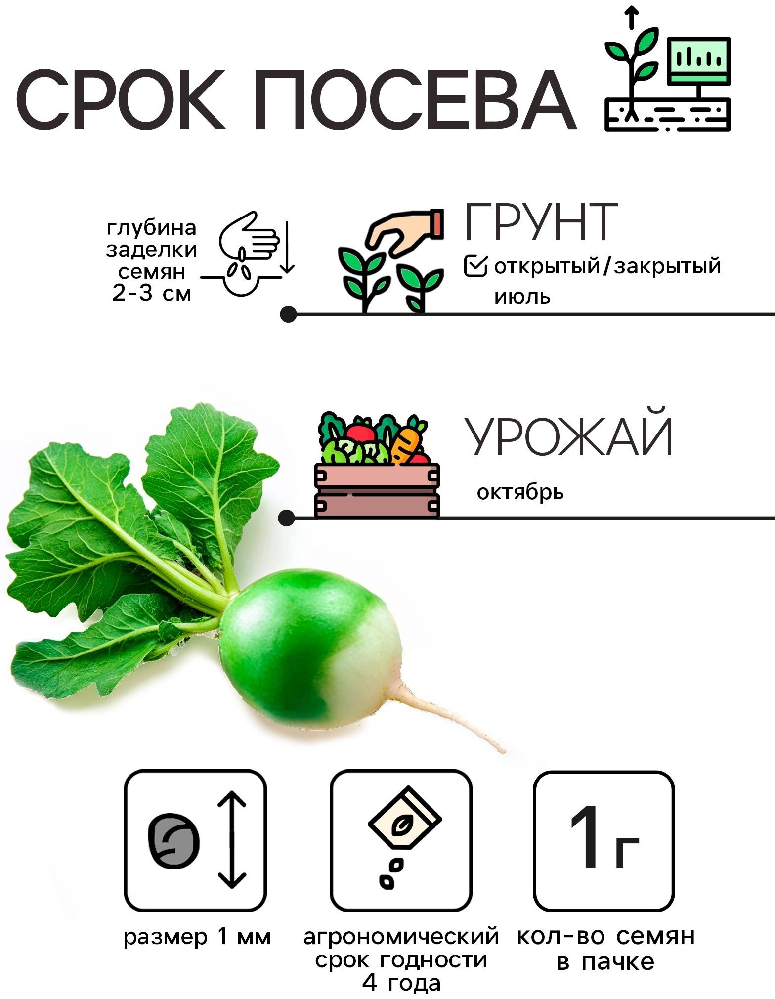 Семена Редька 