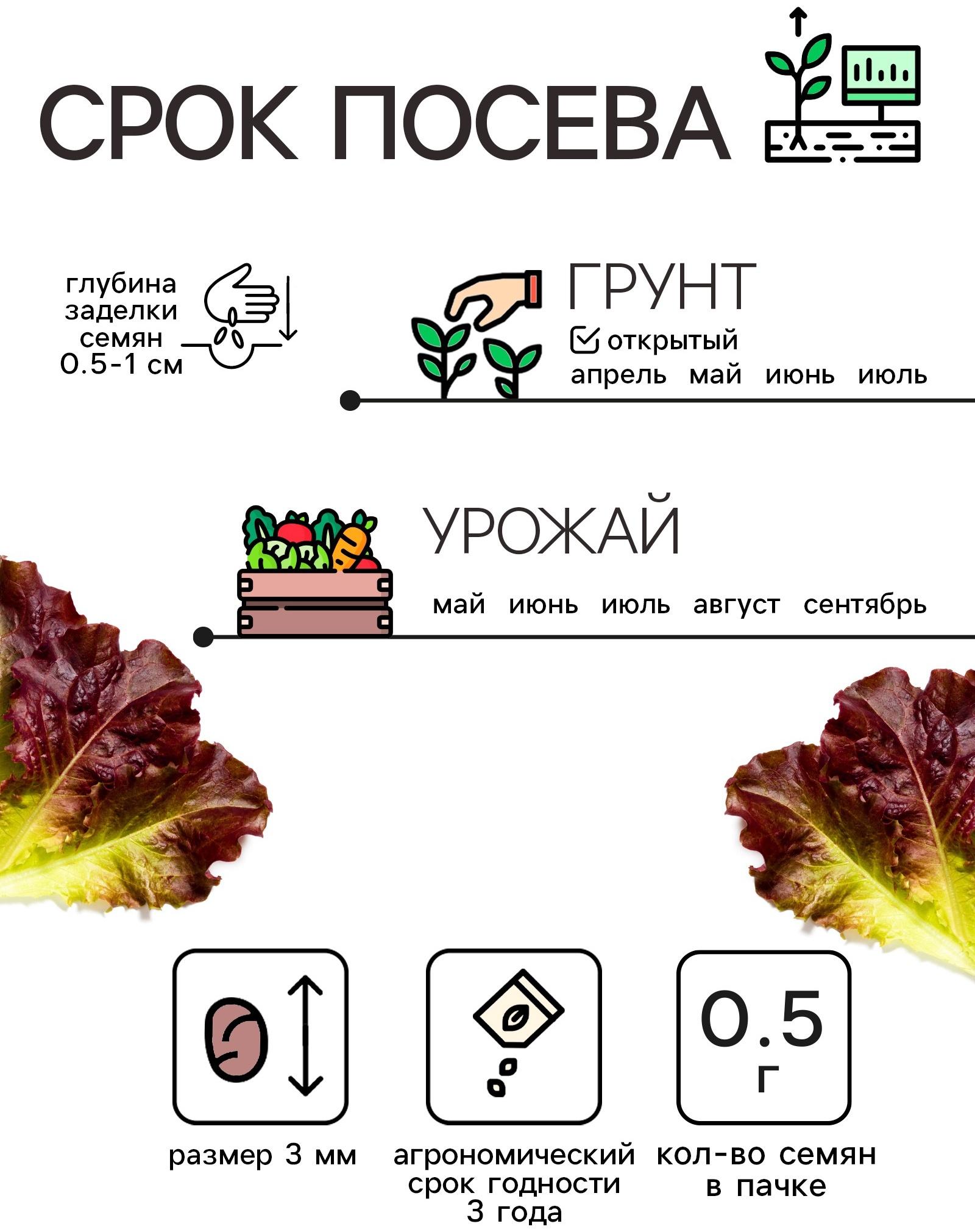 Семена Салат кочанный 