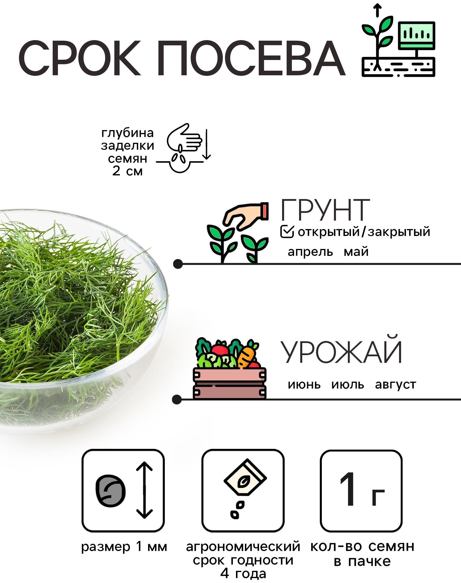 Семена Укроп 