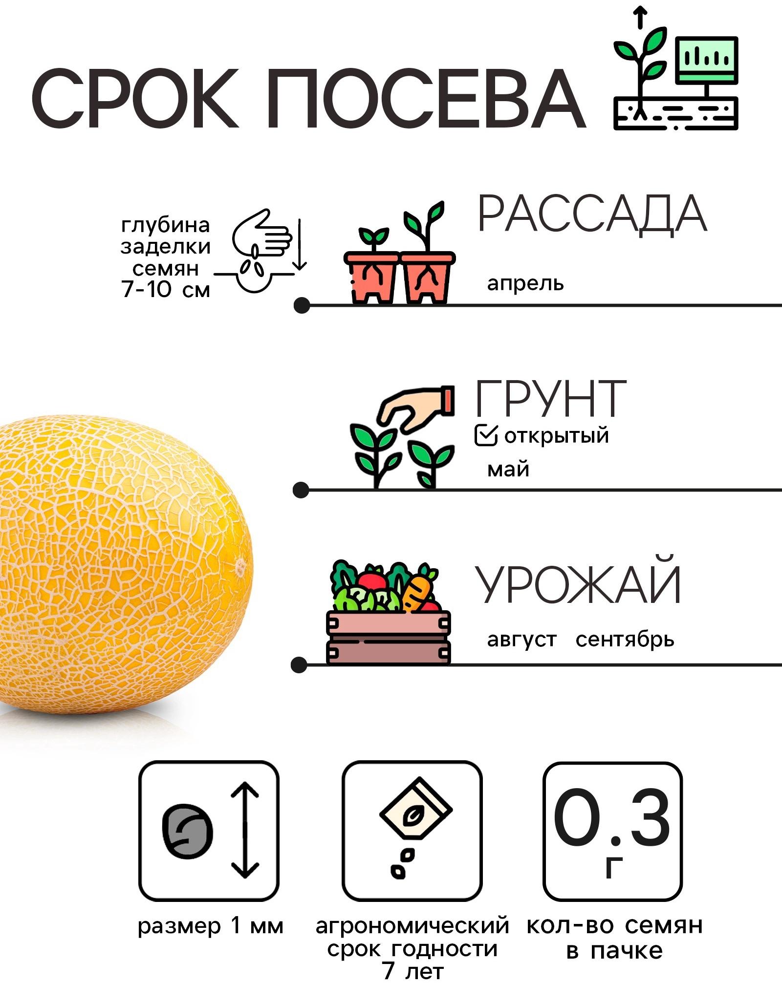 Семена Дыня 