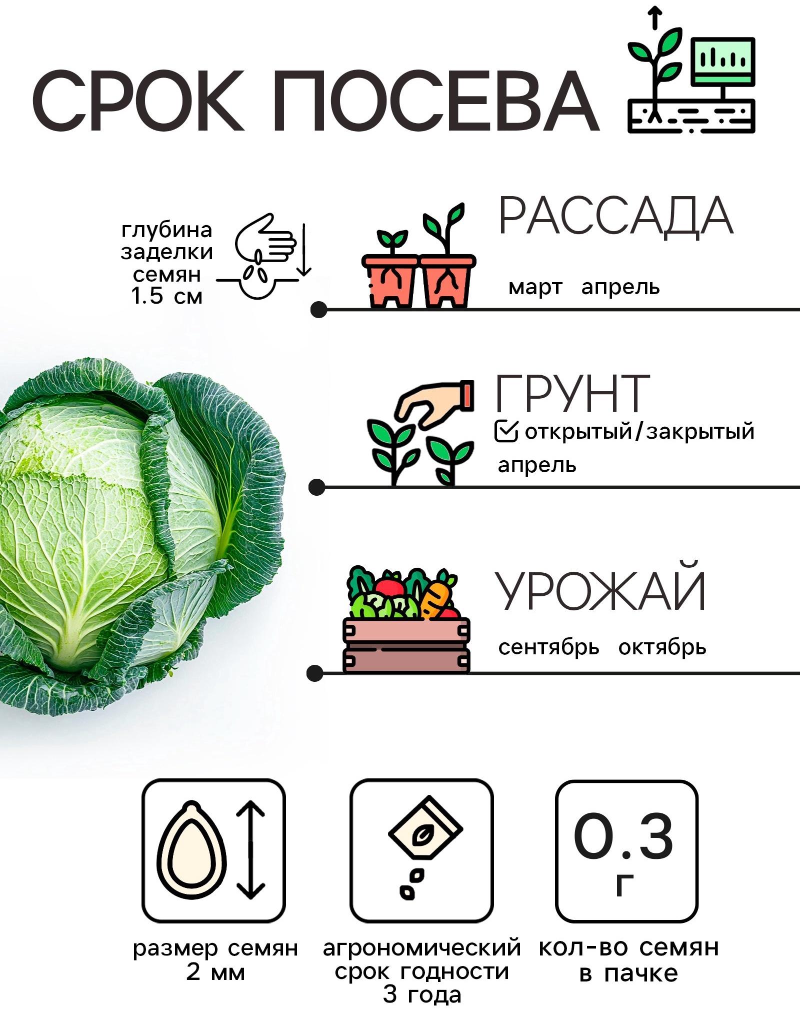 Семена Капуста белокочанная 