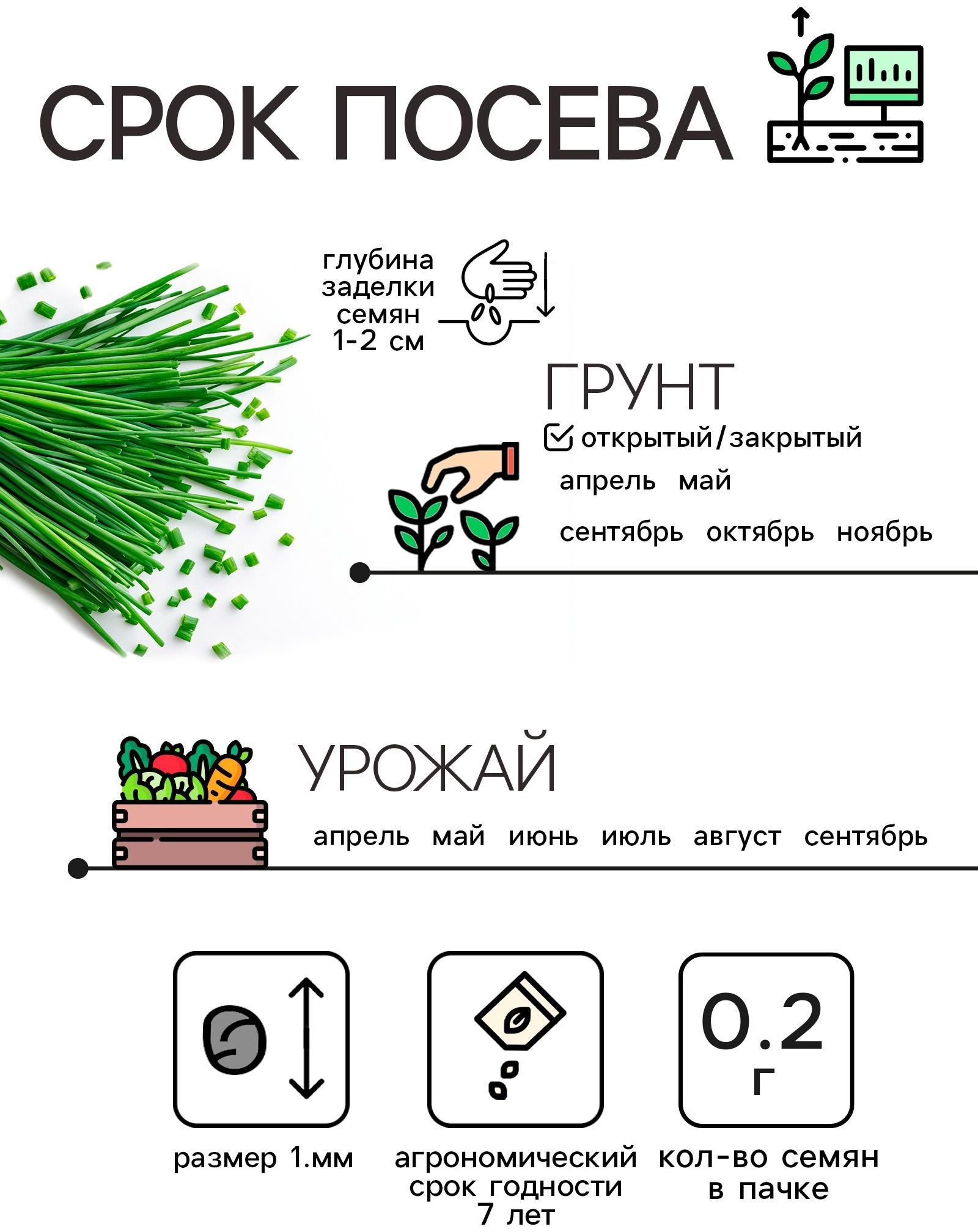 Семена Лук шнитт 