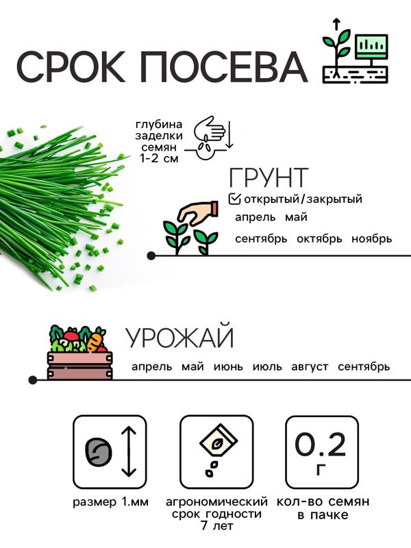 Семена Лук шнитт 