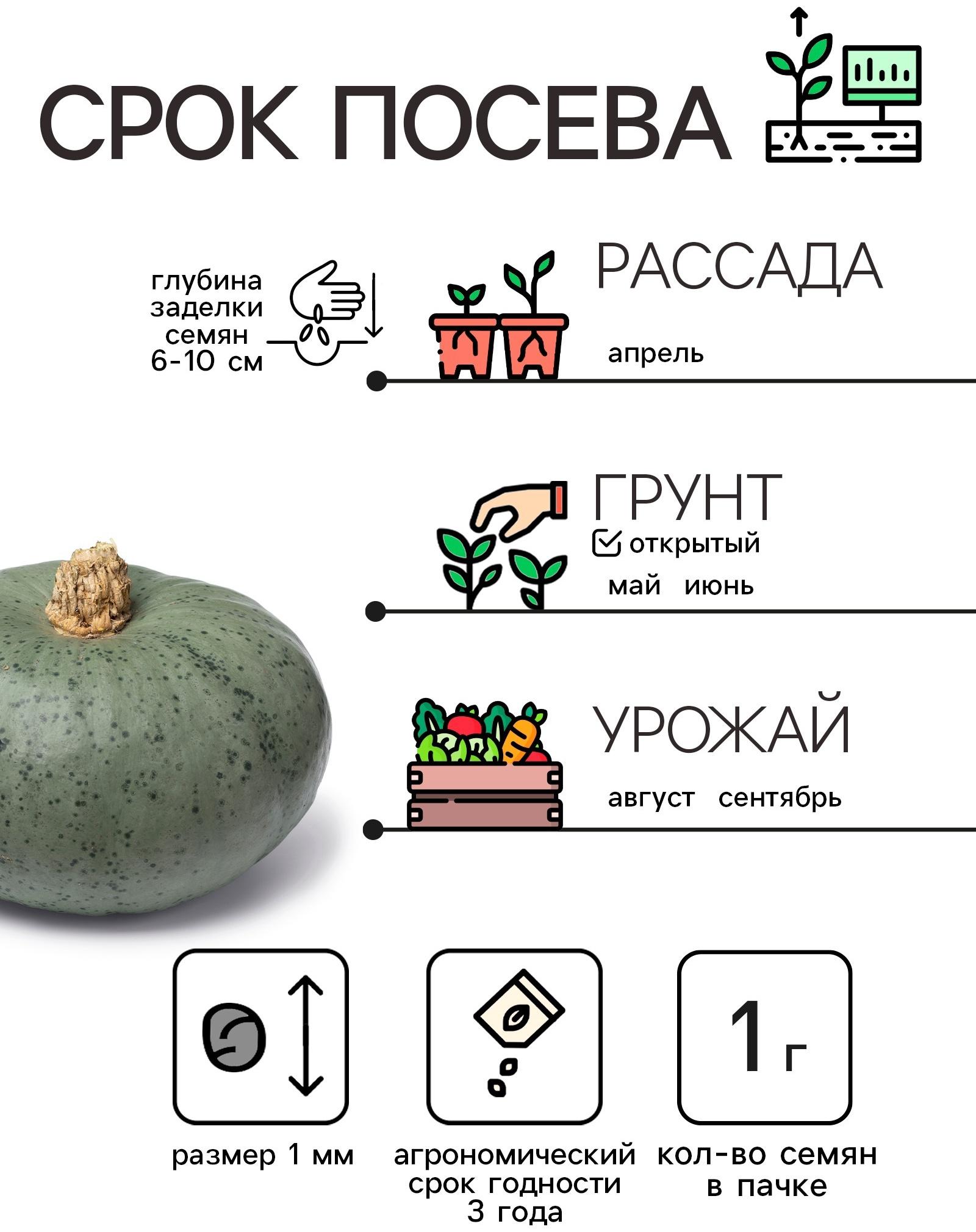 Семена Тыква 