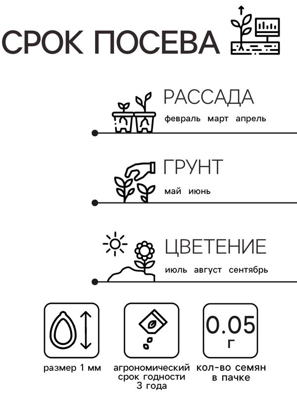 Семена цветов Алиссум 