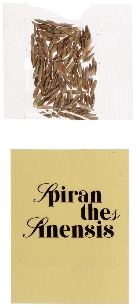 Набор для опытов «Выращиваем травку», своими руками, оранжевый