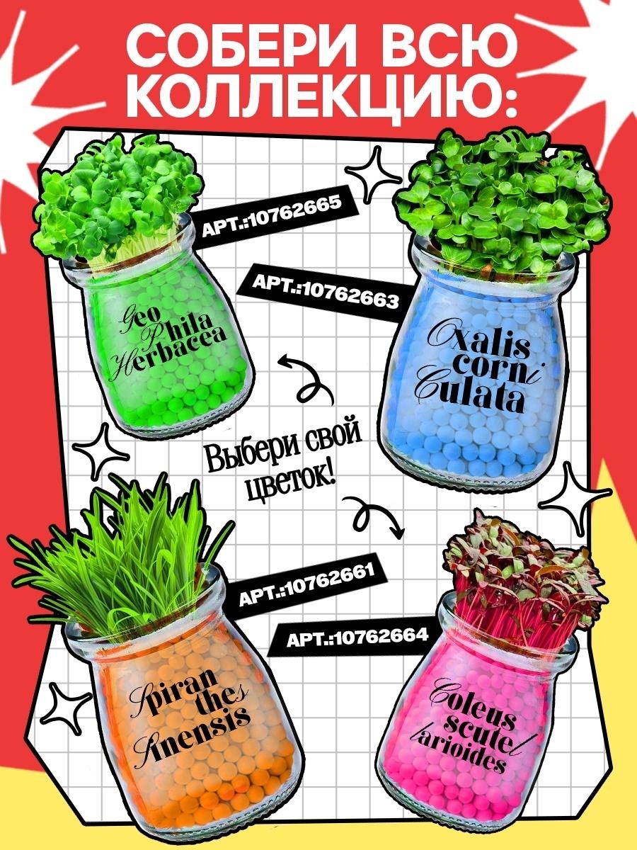 Набор для опытов «Выращиваем травку» своими руками, красный