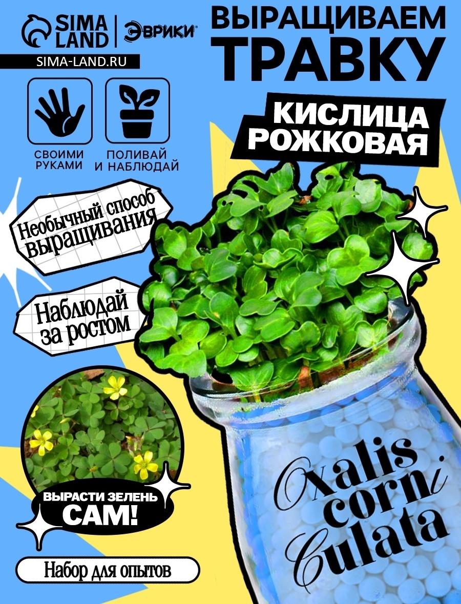 Набор для опытов «Выращиваем травку», своими руками, голубой