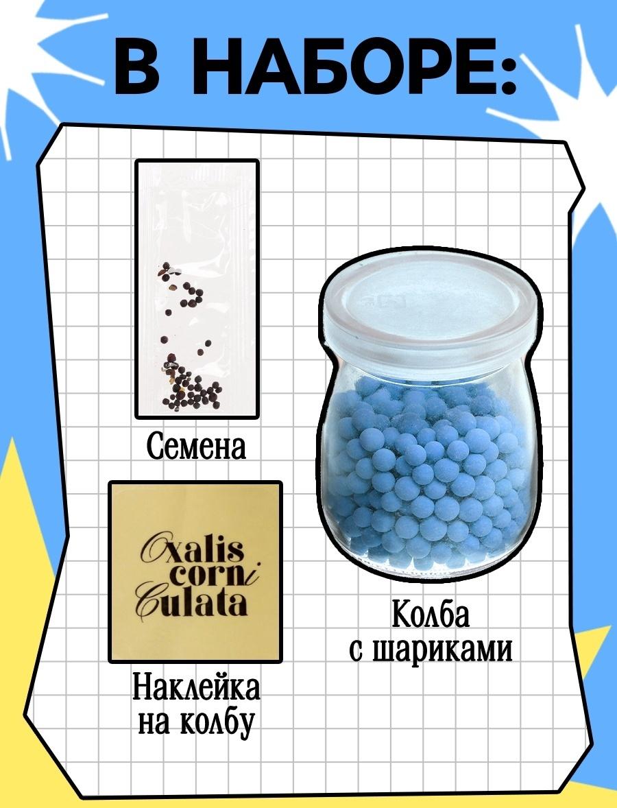 Набор для опытов «Выращиваем травку», своими руками, голубой