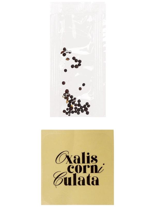 Набор для опытов «Выращиваем травку», своими руками, голубой