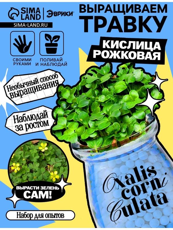 Набор для опытов «Выращиваем травку», своими руками, голубой