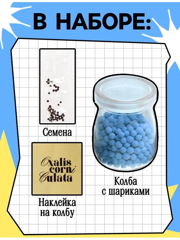 Набор для опытов «Выращиваем травку», своими руками, голубой