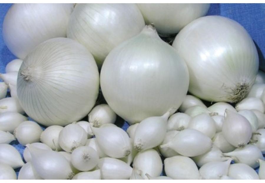 Лук севок Стардаст (9-21) 1 кг (клипса)