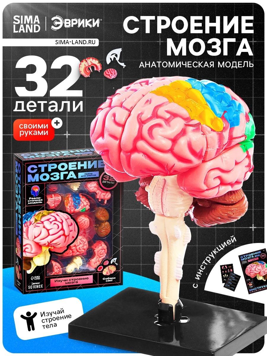 Набор для опытов «Строение мозга», анатомическая модель