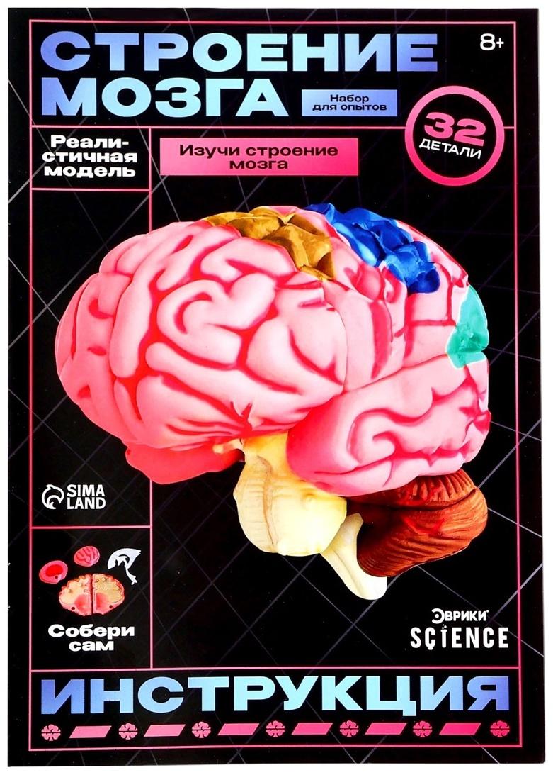 Набор для опытов «Строение мозга», анатомическая модель