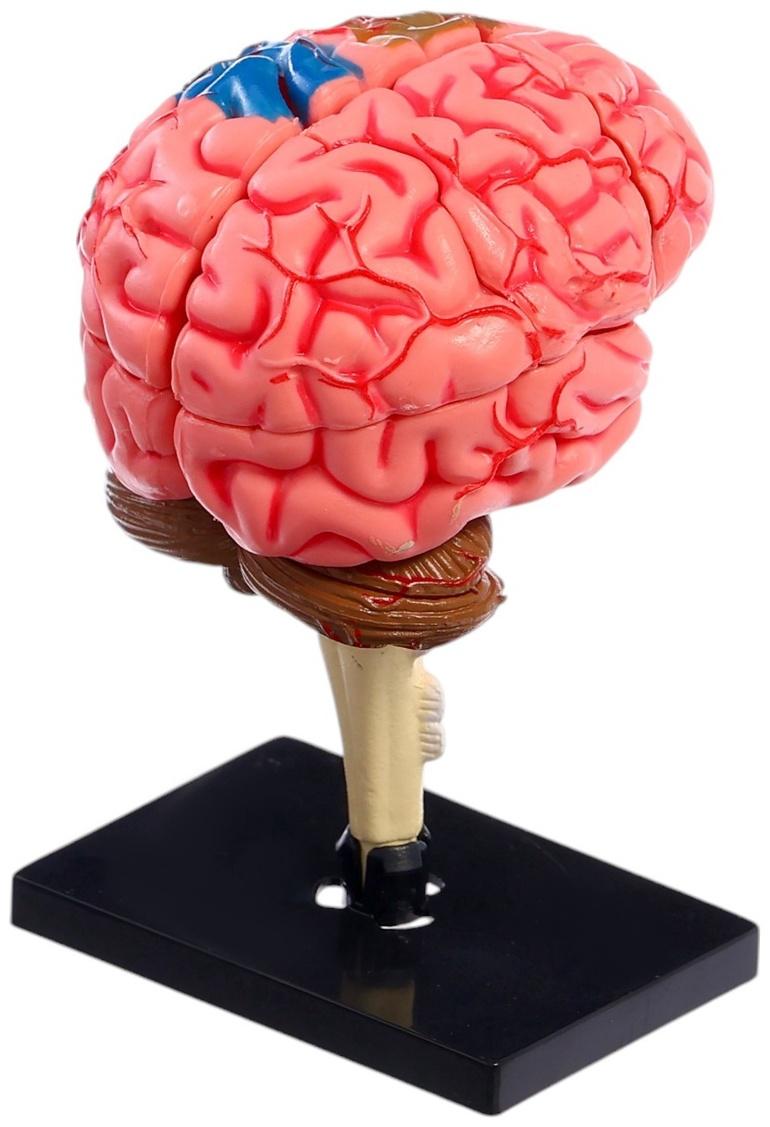 Набор для опытов «Строение мозга», анатомическая модель