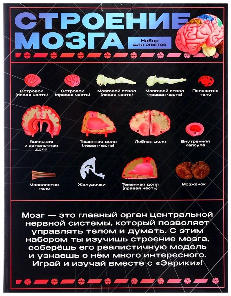 Набор для опытов «Строение мозга», анатомическая модель