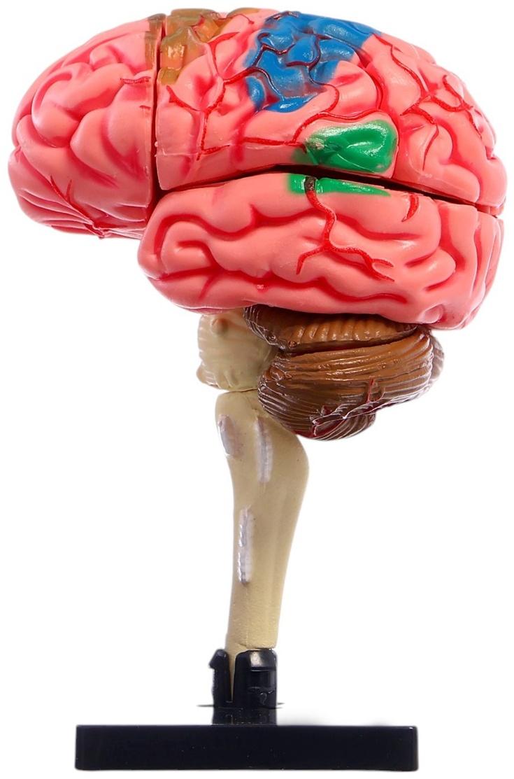 Набор для опытов «Строение мозга», анатомическая модель